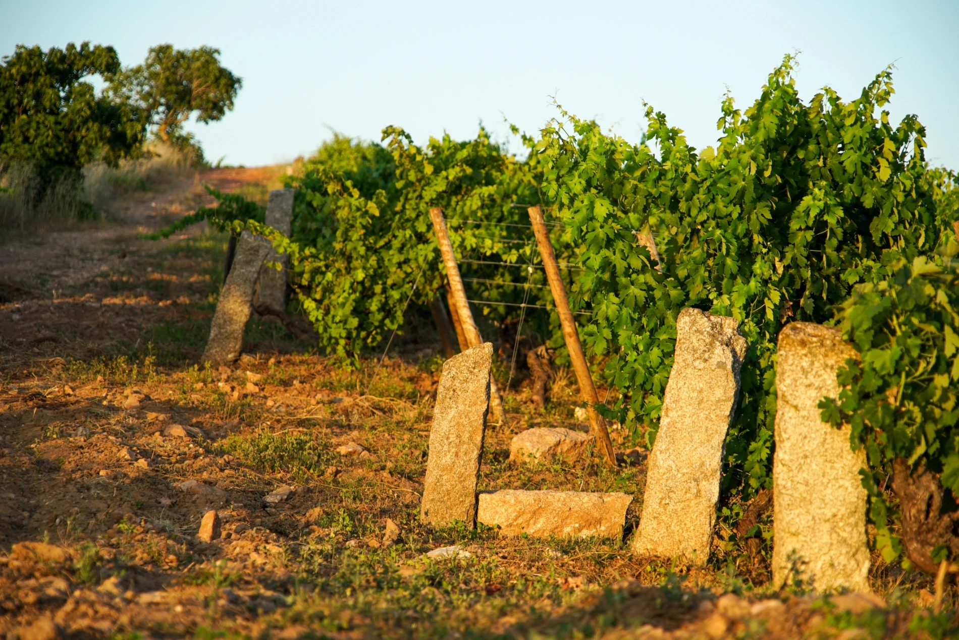 Aquisição de vinhas velhas na Beira Interior